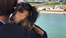 最新台湾狗崽爆料新闻报道,最新独家新闻揭秘